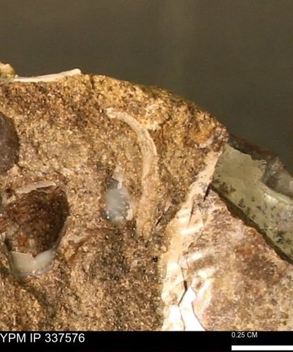 undet. Bivalvia