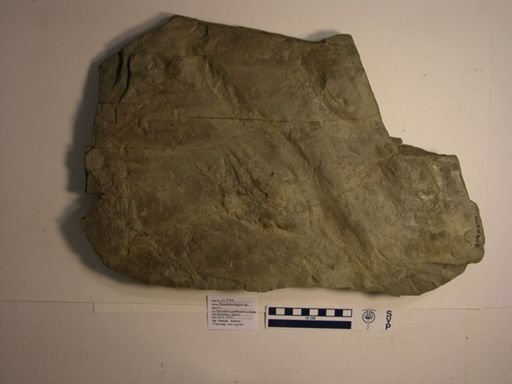 Pseudobradypus sp.