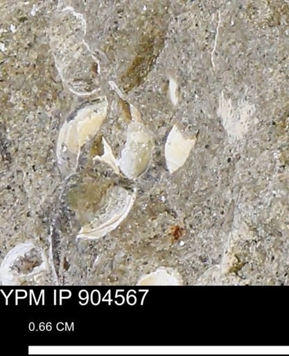 undet. Bivalvia