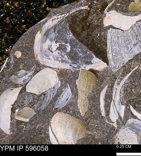 Protocardia?