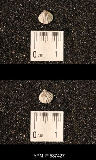 Camarotoechia whitei