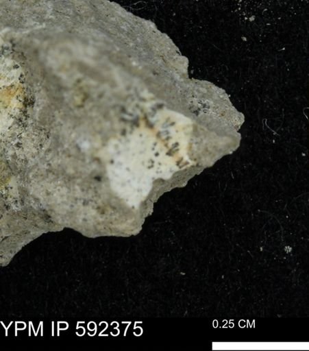 undet. Mollusca