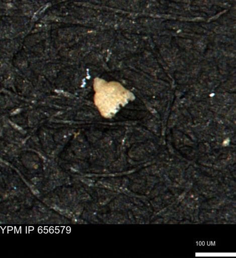 Clathrocyclas (Clathrocyclas) irrasa