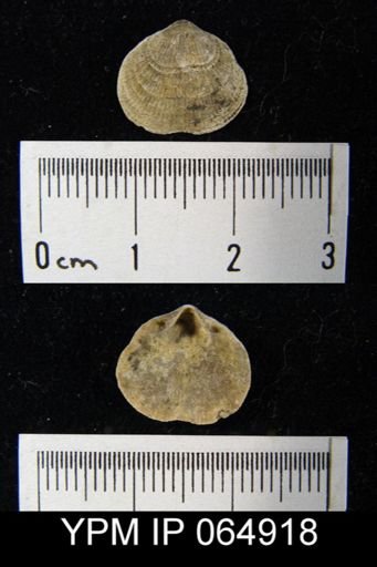 Mendacella cliftonensis