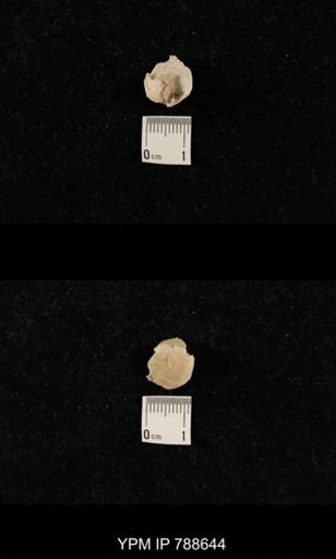 undet. Brachiopoda