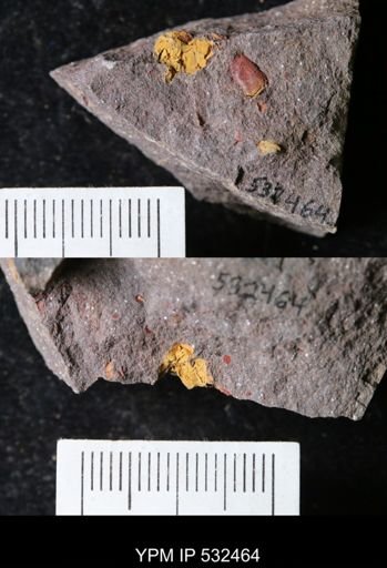 undet. Echinodermata