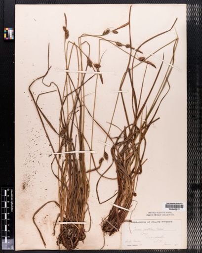 Carex vestita