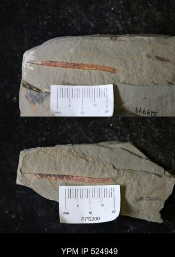 undet. Graptoloidea