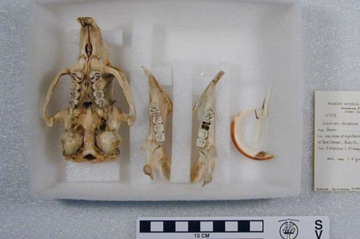 Erethizon dorsatum couesi