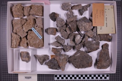 mixed taxa, stratigraphic collection