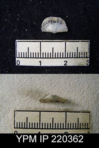Chonetes granulifer armatus