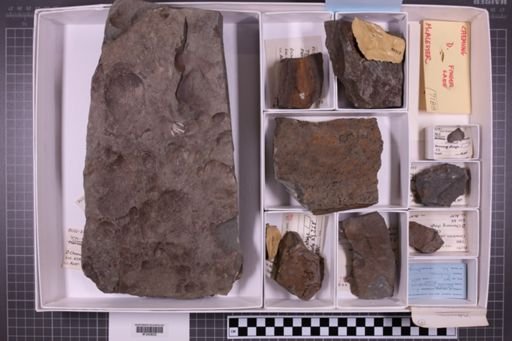 mixed taxa, stratigraphic collection