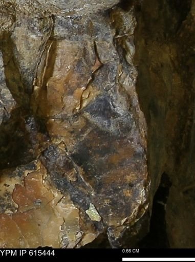Inoceramus sp.