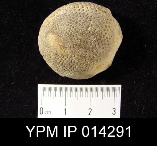 Receptaculites occidentalis