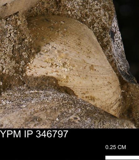 Limopsis striatopunctatus