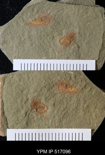 undet. Synziphosurina