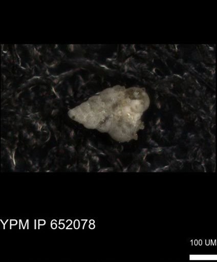 undet. Heterohelicidae