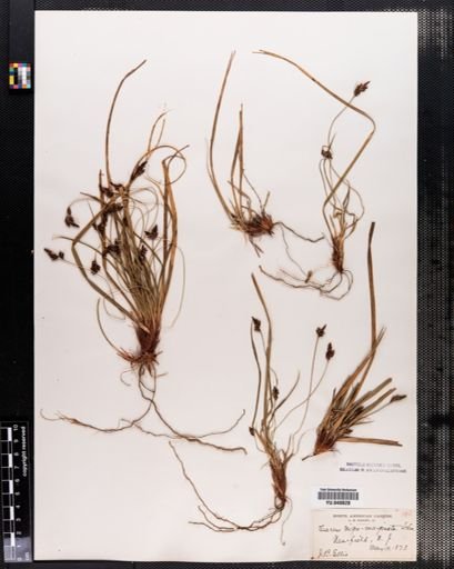 Carex nigromarginata