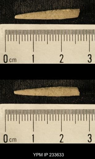 Archaeocidaris sp.