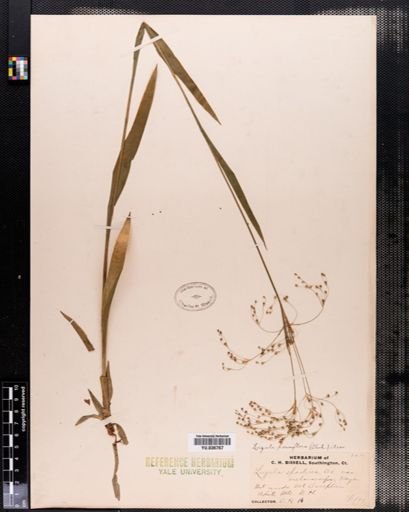 Luzula parviflora