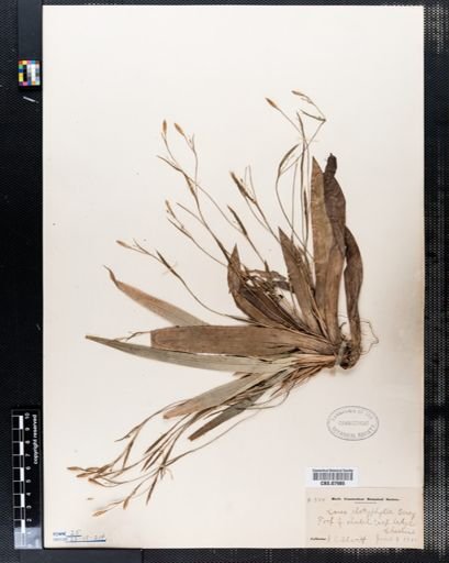 Carex platyphylla