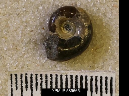 undet. Scaphitidae