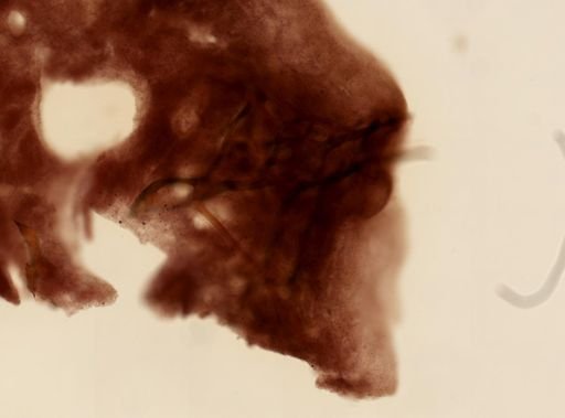 Smenospongia musicalis