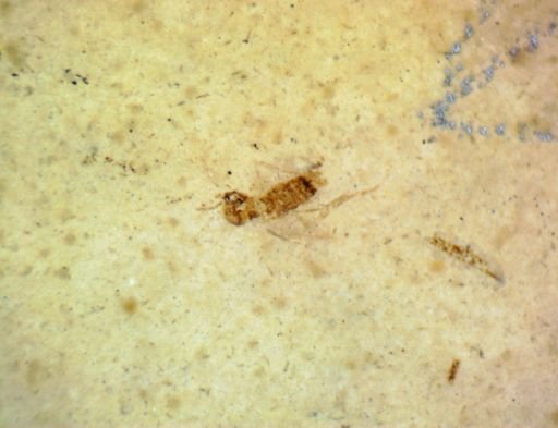 undet. Diptera