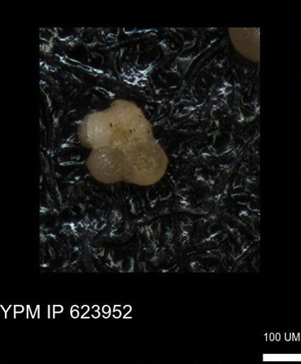 undet. Rugoglobigerinidae
