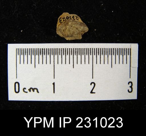 Wellerella osagensis immatura