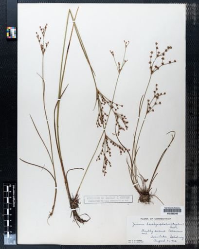 Juncus brachycephalus