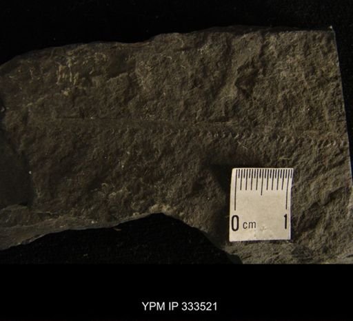 Monograptus sp.