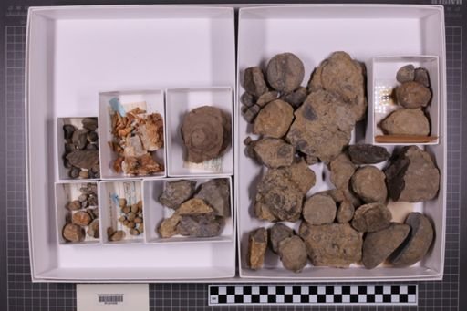 mixed taxa, stratigraphic collection