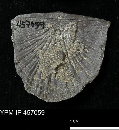 Stropheodonta sp.