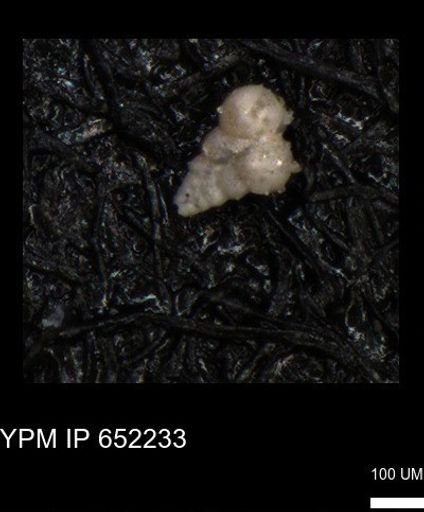 undet. Heterohelicidae