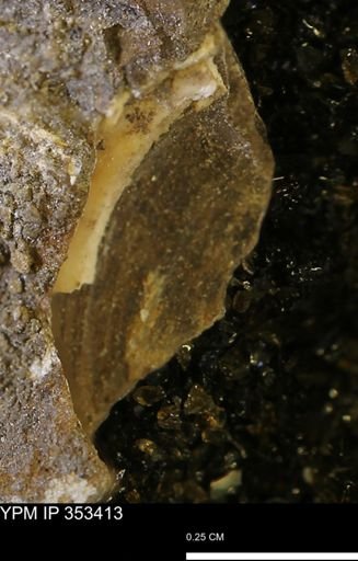 Limopsis striatopunctatus