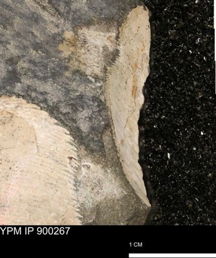 undet. Scaphitidae
