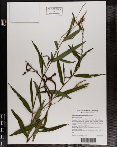 Polygonum hydropiperoides