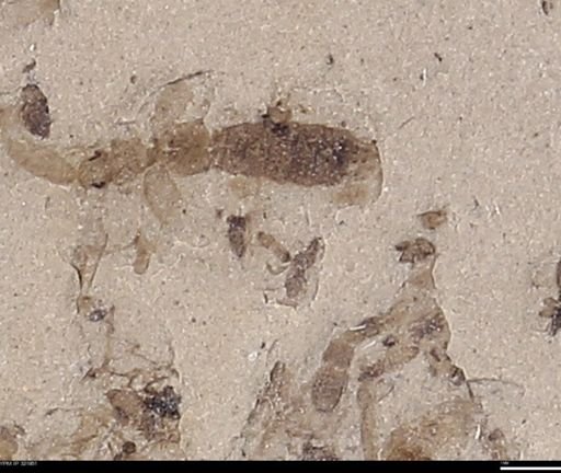 undet. Staphylinidae