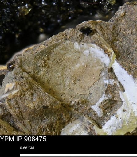 undet. Mollusca