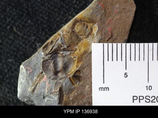 Ctenocephalus maltheus