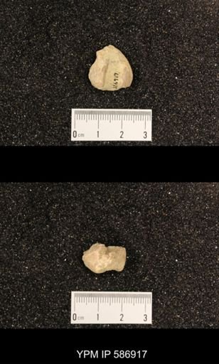 Rhynchotrema capax