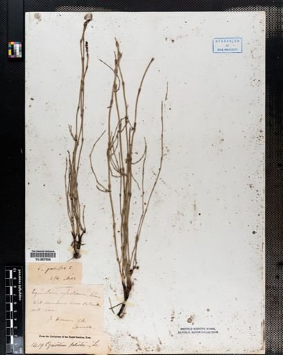 Equisetum palustre