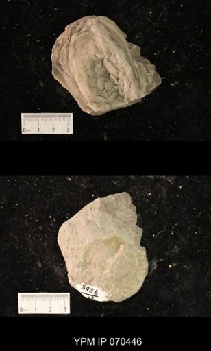 Heliolites nucella