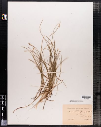 Carex pauciflora