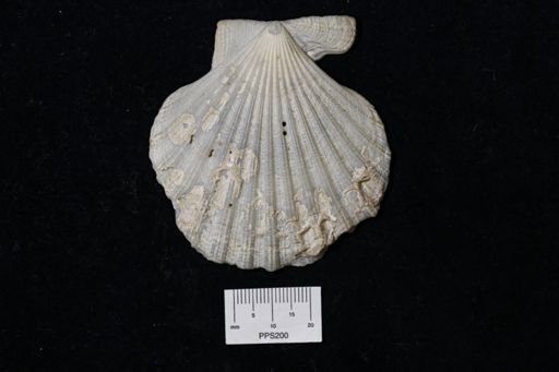 Pecten (Lyropecten) madisonius