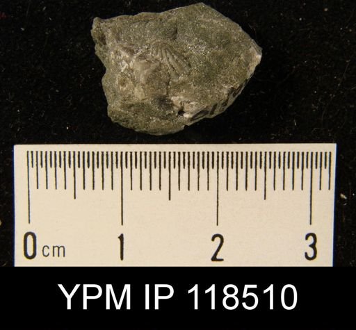 Camarotoechia nucula planosugosa