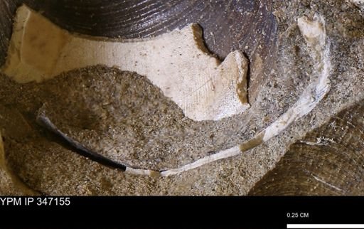undet. Bivalvia