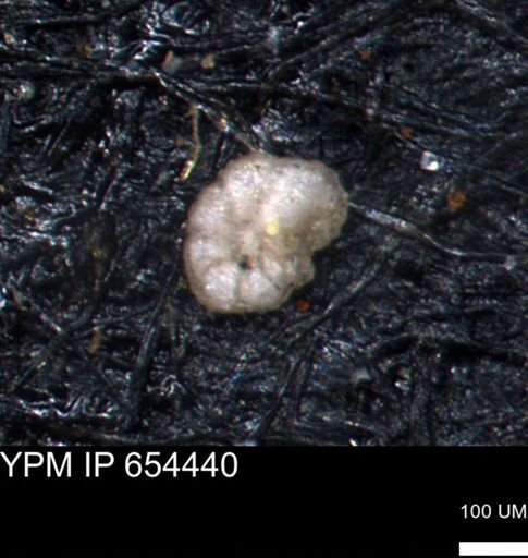 undet. Foraminiferida