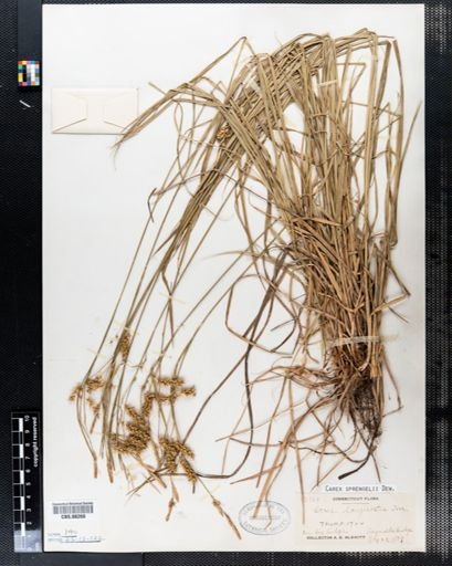 Carex longirostris